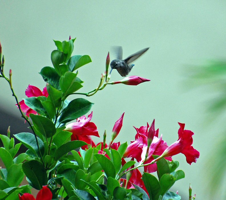  Humingbird