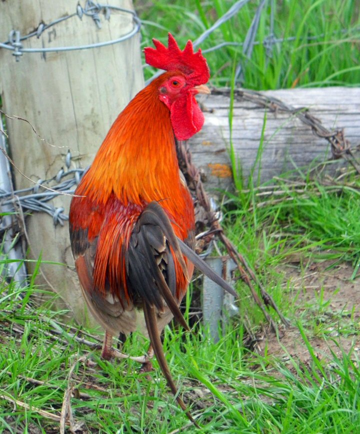  Bald Prairie Rooster