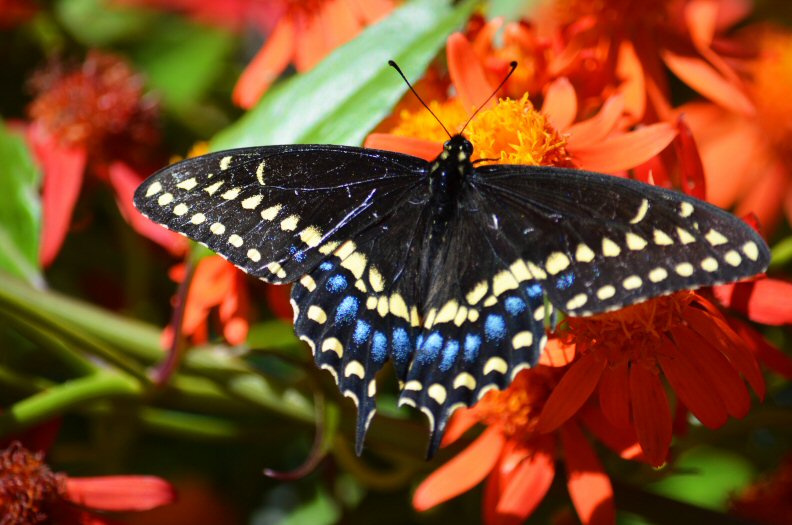 Black Swallowtail Butterfly Goliad, TX