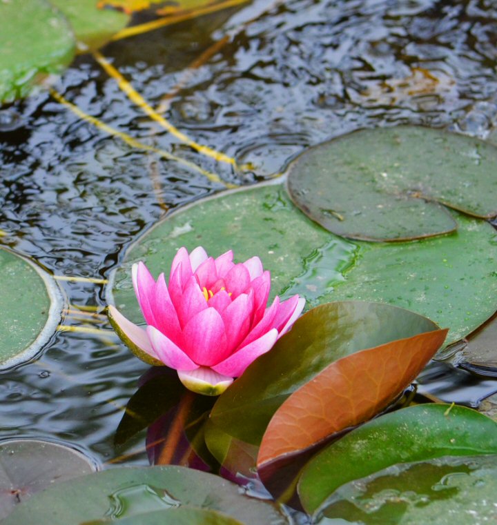  Blooming Lillypad Stonewall TX