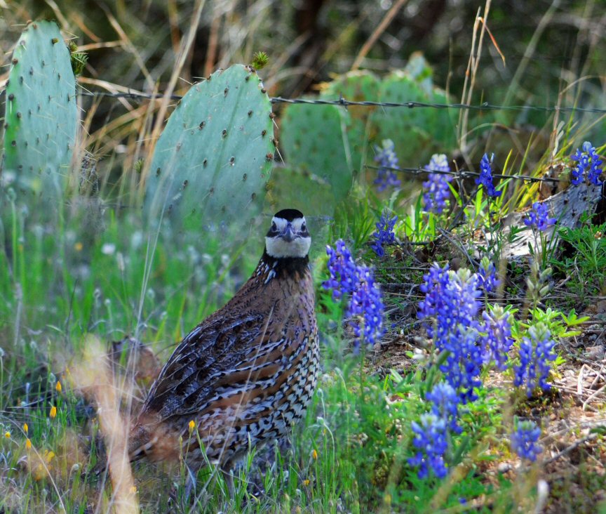  Bobwhite Among Cactus & Bluebonnets