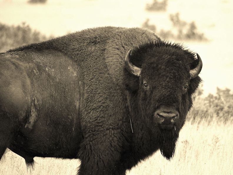 Buffalo Bull, Vermejo Park Ranch, NM