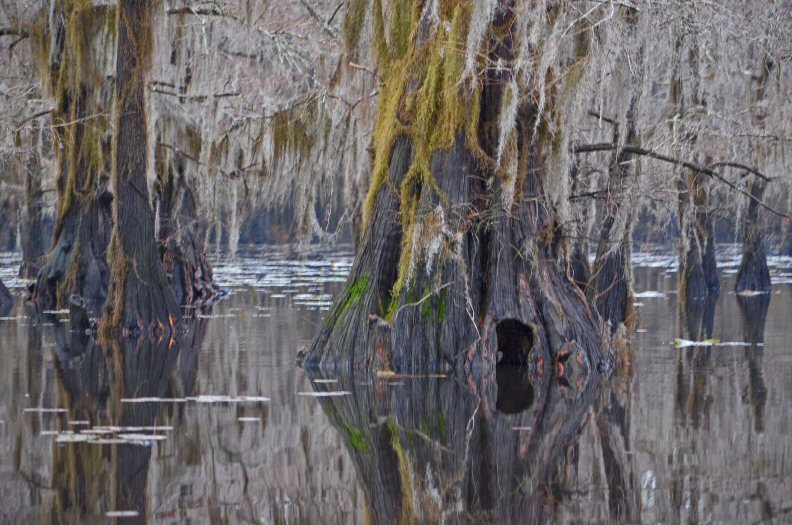 Caddo Lake Cypress Tree Nutria Den