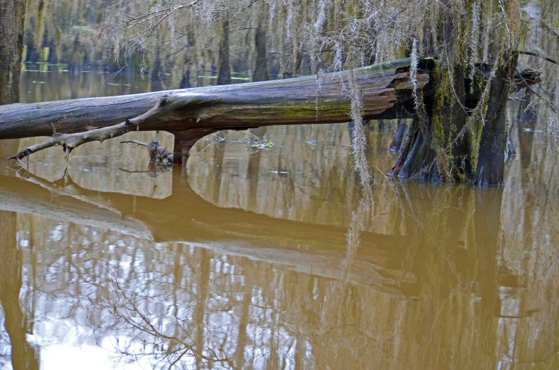 Caddo Lake Fallen Tree Reflection