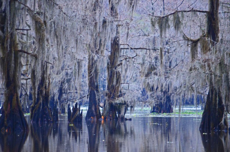 Caddo Lake Ice Storm