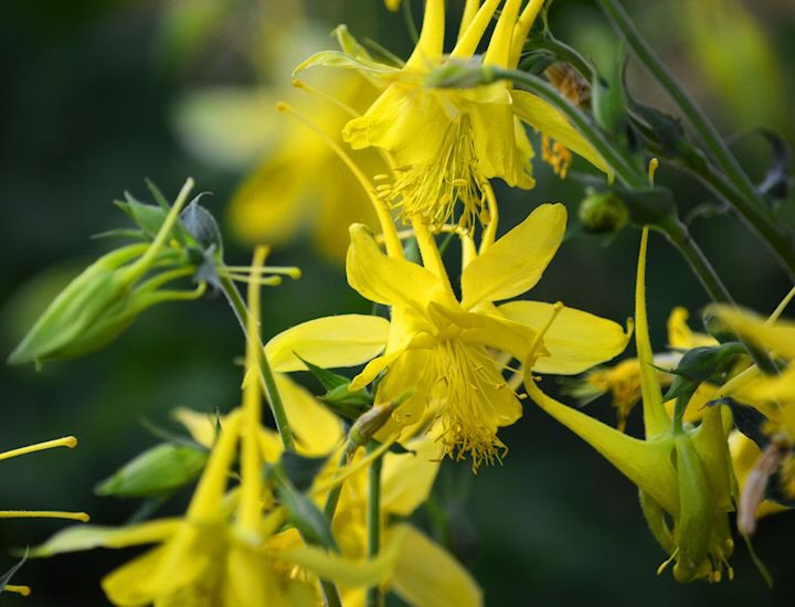 Columbine