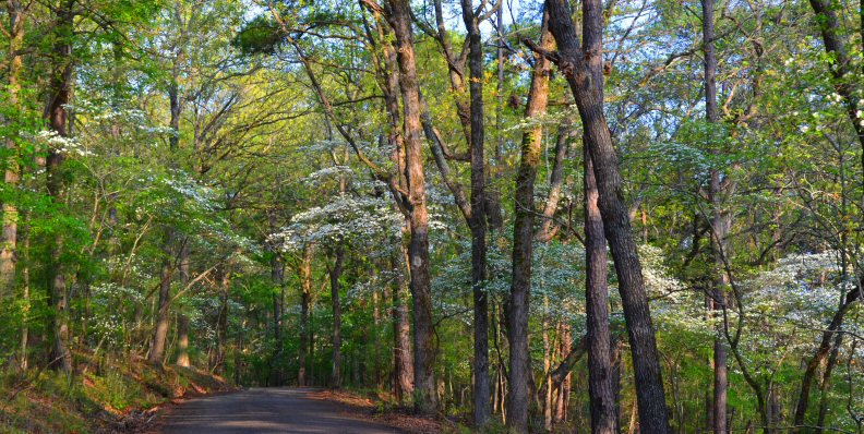 Davey Dogwood Park Palestine TX