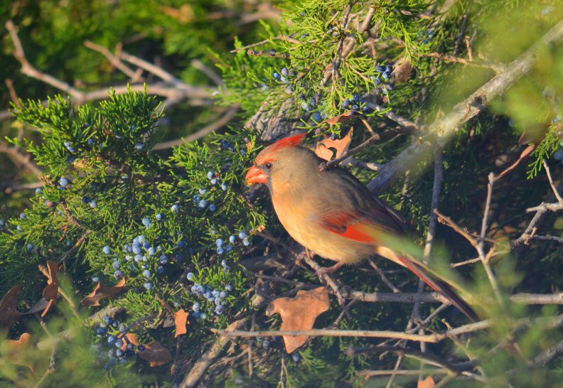 Evening Sunshine on a Female Cardinal
