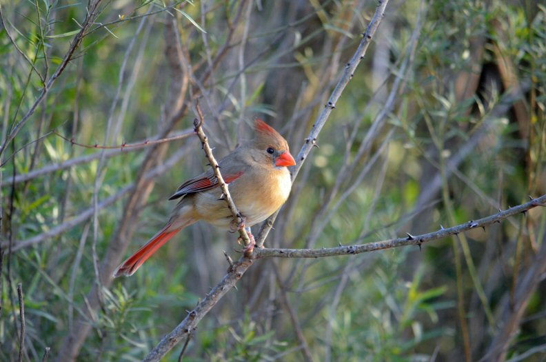 Female Cardinal Bald Prairie TX