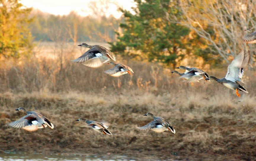 Gadwall Ducks on Wheelock Prairie