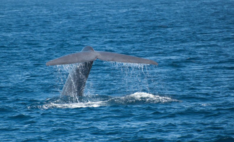 Grey Whale Tail