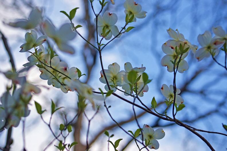 Heavenly Dogwoods 