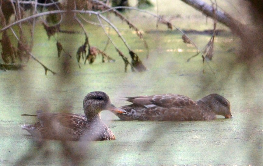 Home Pond Gadwall Ducks