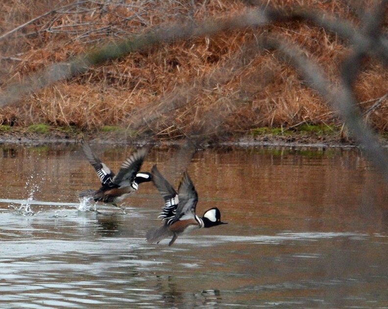 Hooded Mergansers