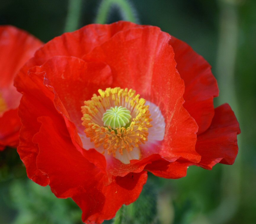 Iceland Poppy