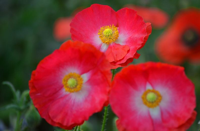 Iceland Poppy Trio