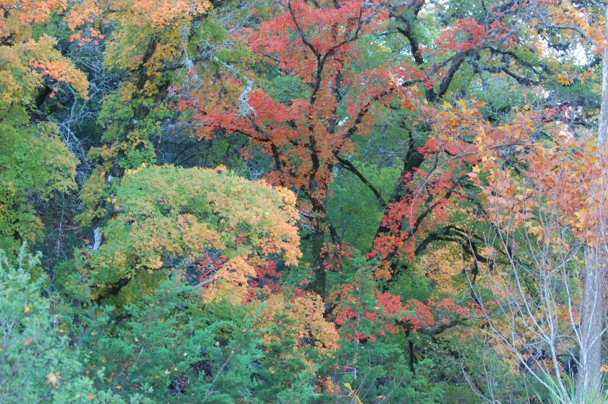 Lost Maples Monet, TX