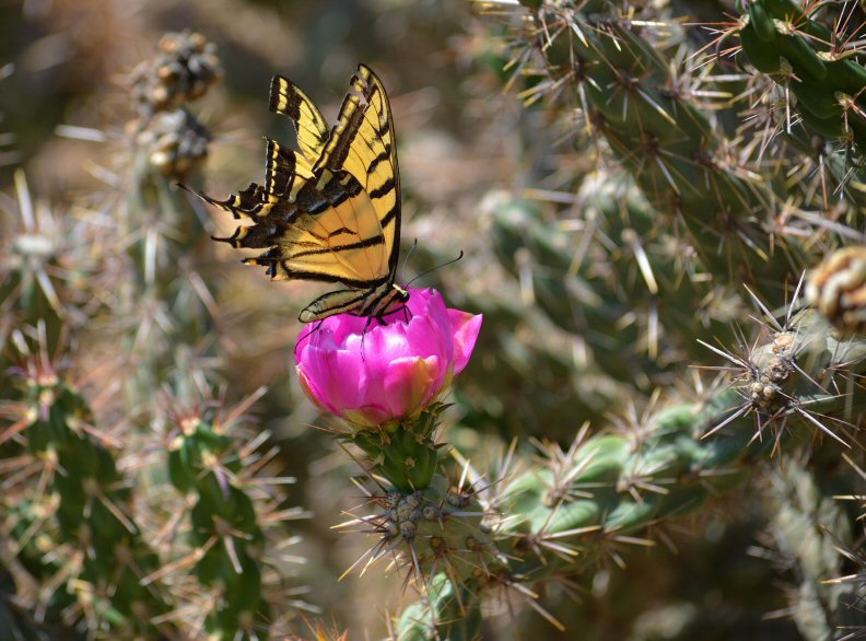 Monarch Butterfly on a Buckhorn Cactus