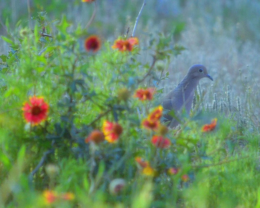 Morning Dove Among Indian Blankets