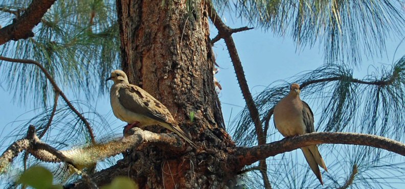  California Doves