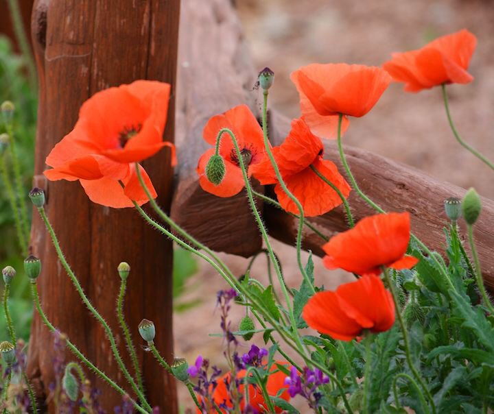 Orange Poppy Stonewall TX