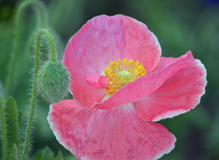 Pink Poppy