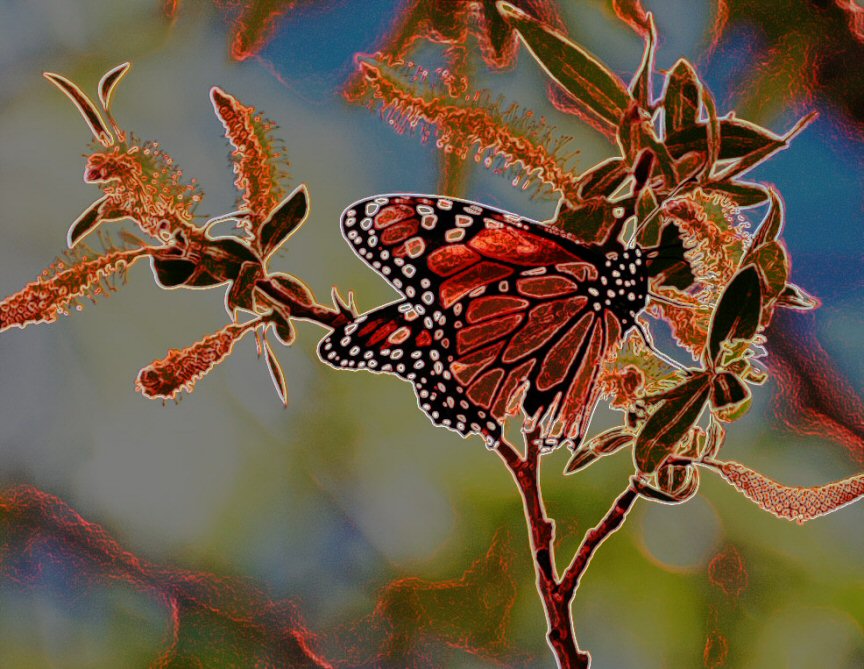 Psychedelic Monarch Butterfly