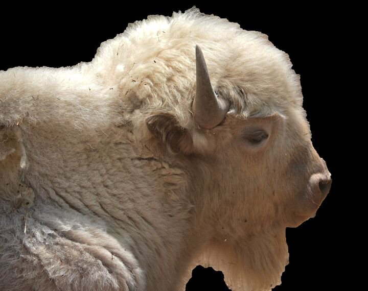 Spiritual White Buffalo