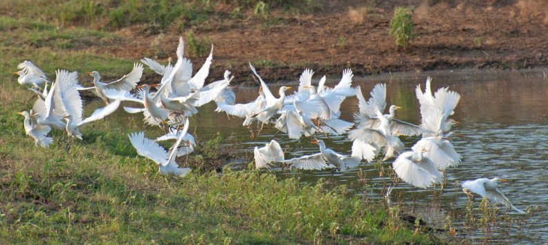 The Egret Happy Dance 