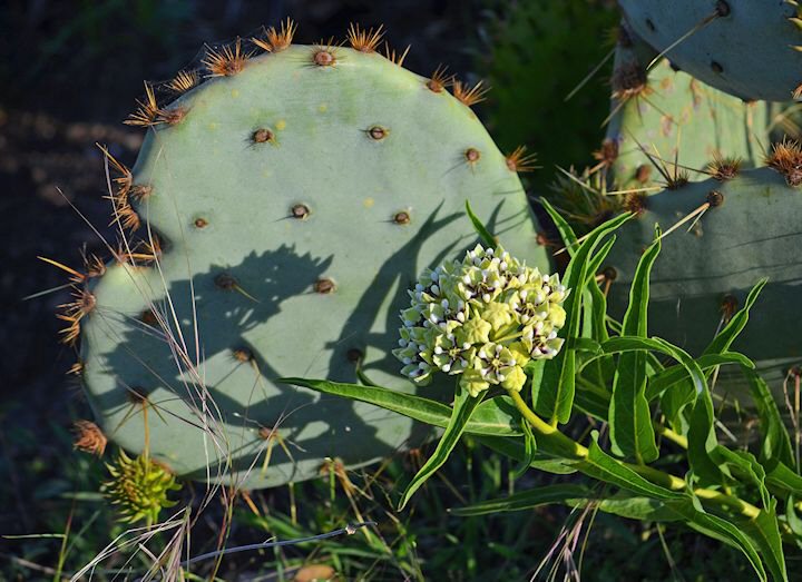 Valentine Cactus 