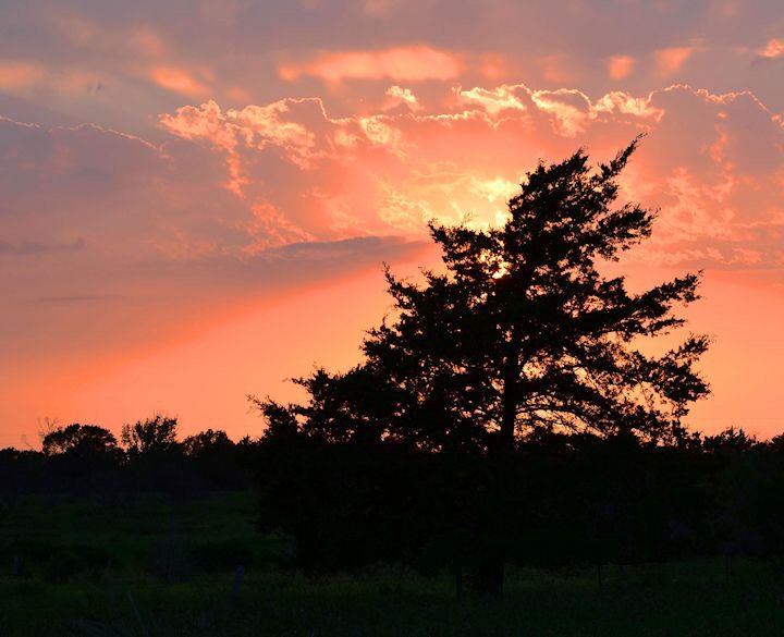 Wheelock Cedar Tree Sunset