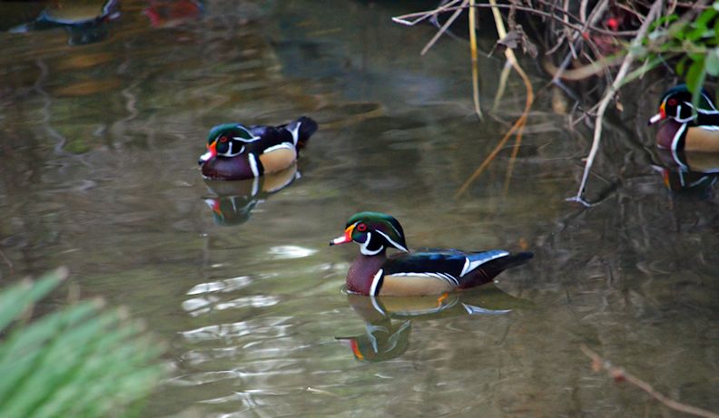  Wood Ducks Oak Canyon Nature Center, CA